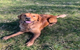 Golden Retriever dogs for stud: Fox red retriever for stud - IKC registered  - Image 1