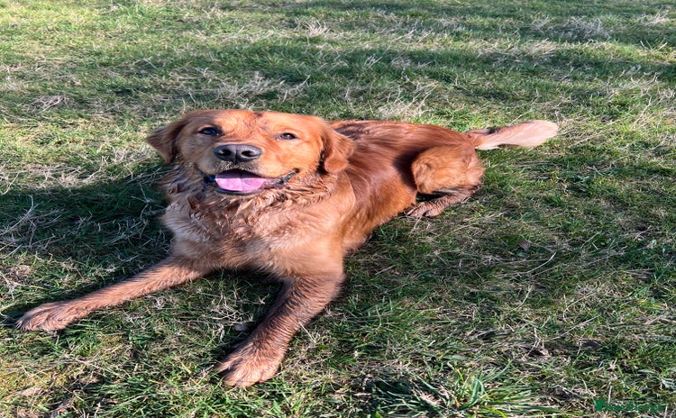 Golden Retriever dogs - Advert 1