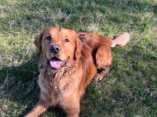 Golden Retriever dogs - Advert 1