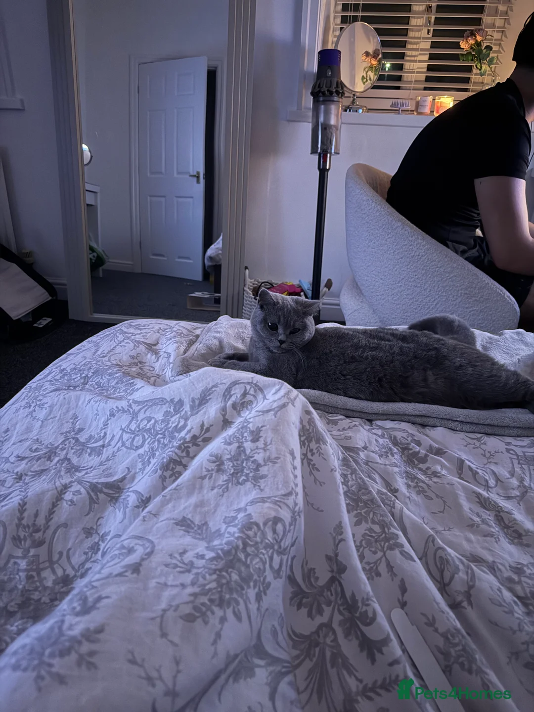 British Shorthair cats for sale: Nina The British shorthair  - Advert 10