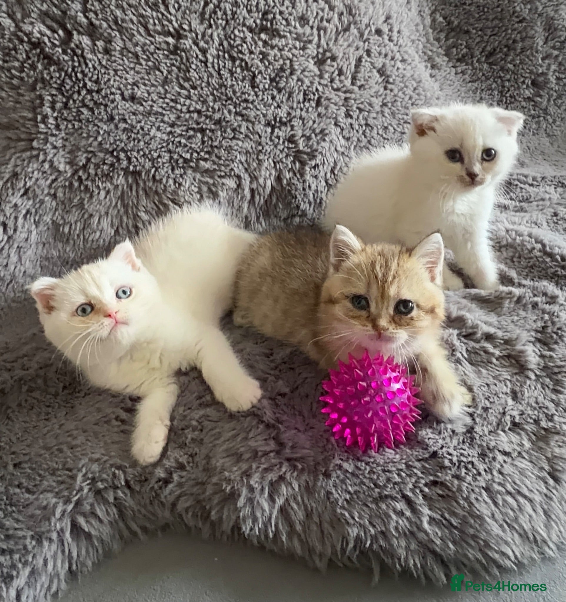 Scottish Fold cats Sweet Scottish fold kittens ready for best family  - Advert 2