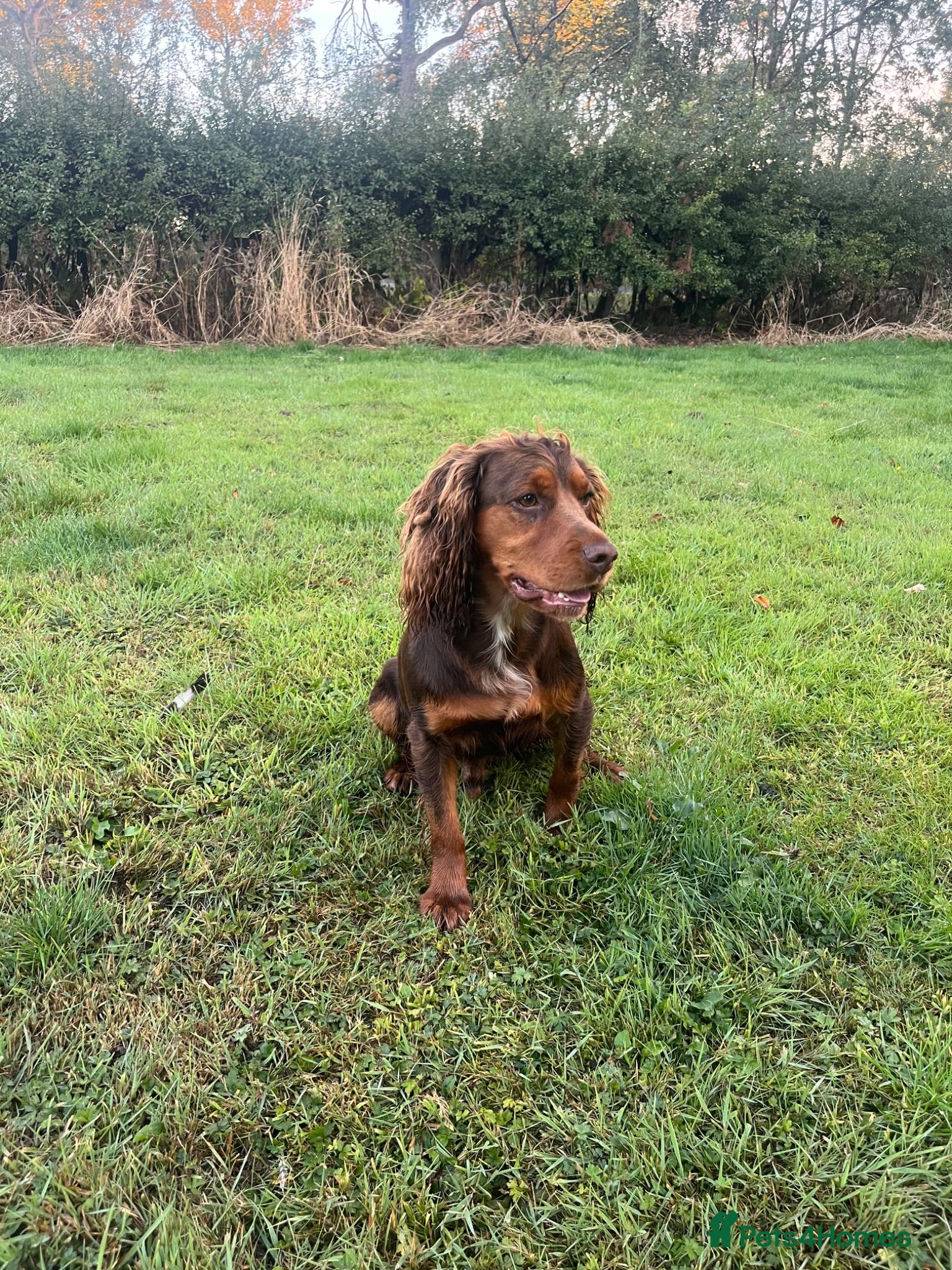 Cocker Spaniel dogs Working bred cocker spaniel pups  - Advert 16
