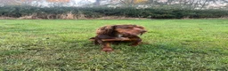 Cocker Spaniel dogs for sale: Working bred cocker spaniel pups  - Advert 4