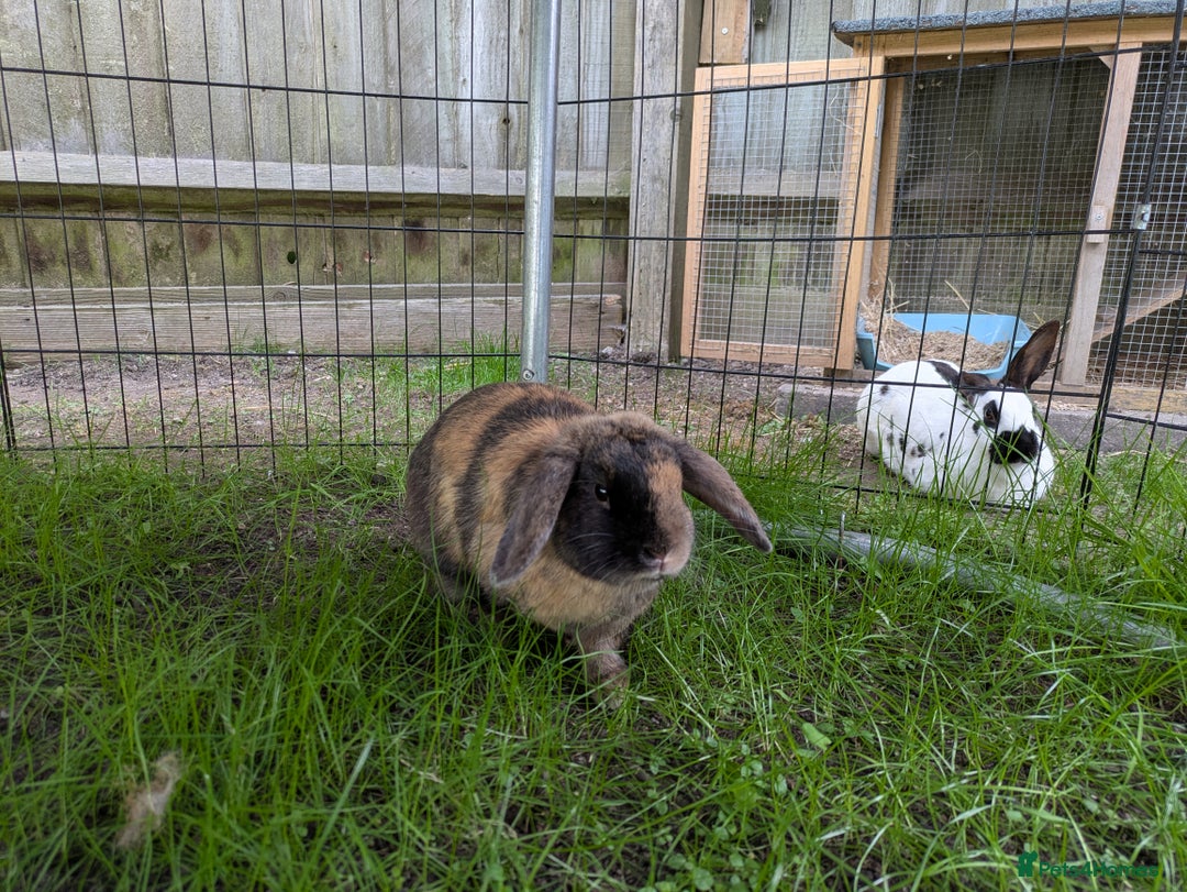Dwarf Lop rabbits for sale: Male Harlequin dwarf Lop. - Advert 2