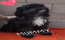 American Cocker Spaniel dogs for sale: SIX SNUGGLE MUFFINS AMERICAN COCKER, TOY POODLE - Image 30