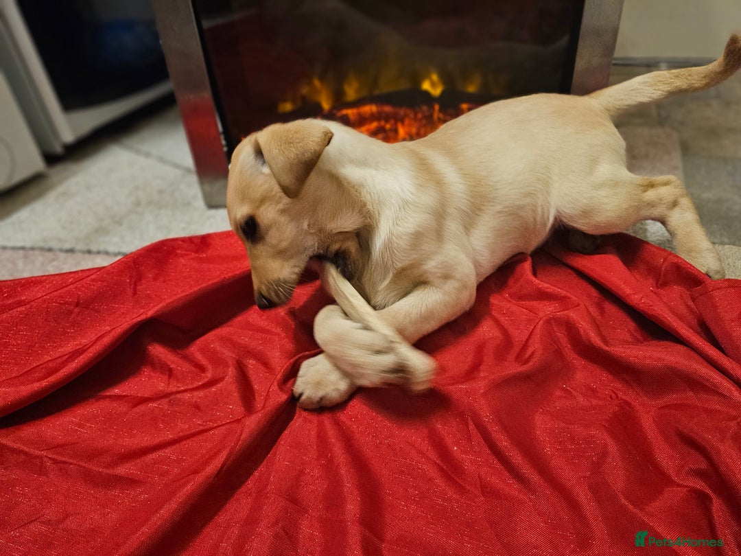 Labrador Retriever dogs for sale: Labrador puppies - Advert 4