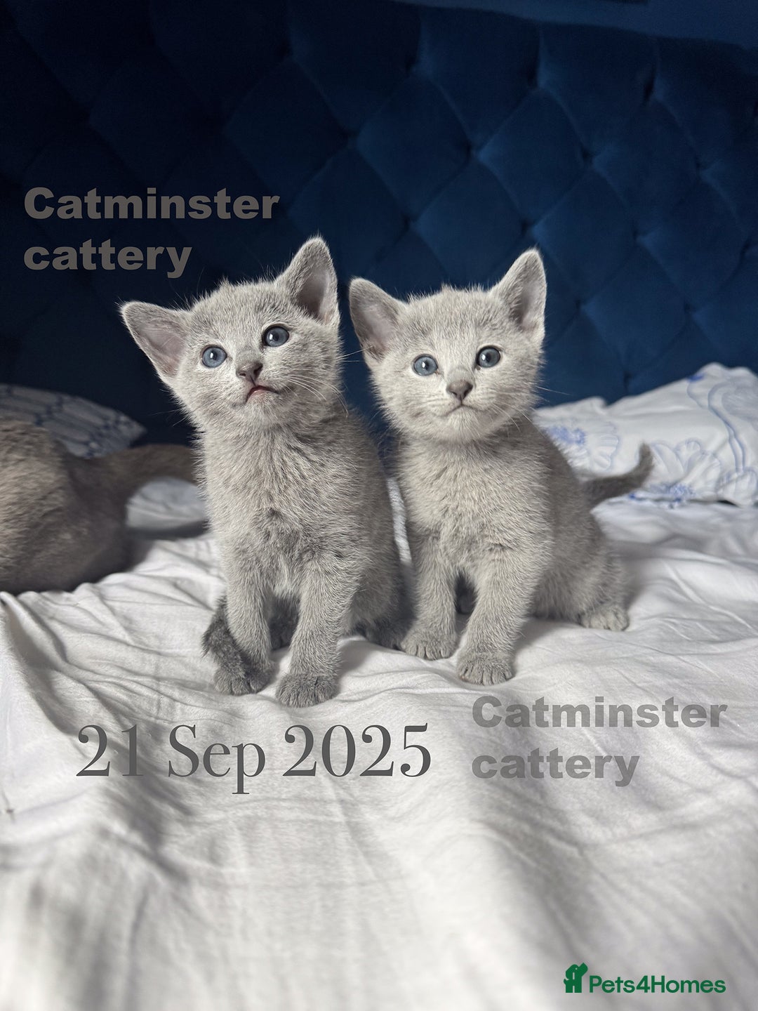 Russian Blue cats for sale: Exquisite Purebred Russian Blue Kittens 🐾 - Advert 7