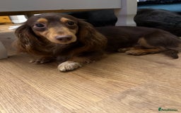 Miniature Dachshund dogs for sale: Pedigree long-haired miniature Dutch hounds - Image 4