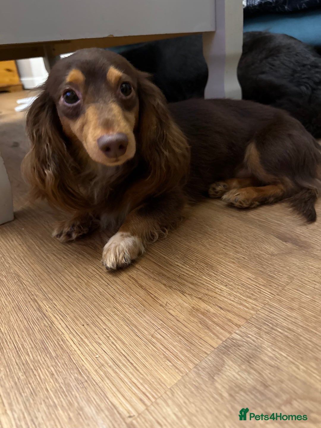 Miniature Dachshund dogs for sale: Pedigree long-haired miniature Dutch hounds - Image 4