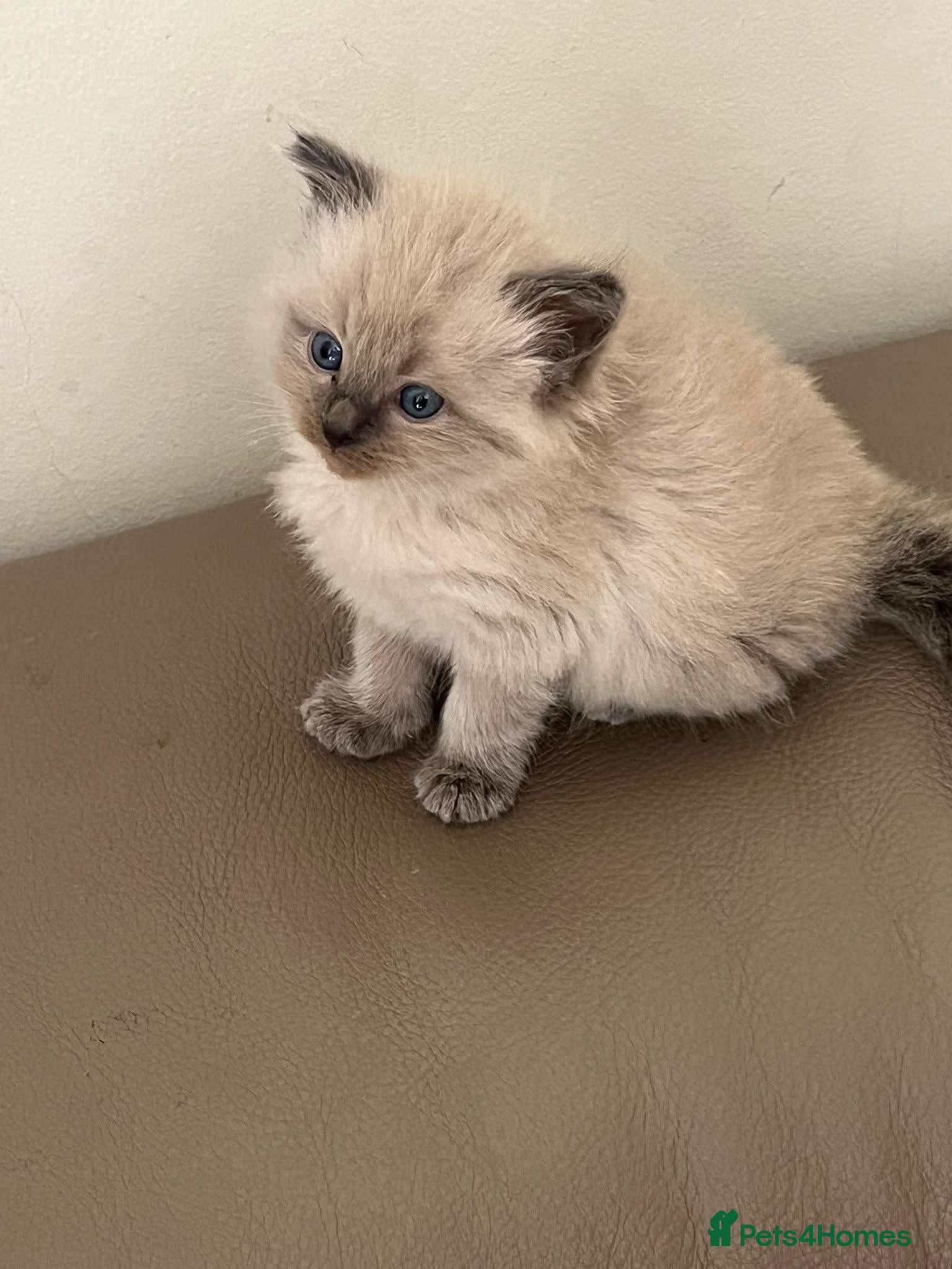 Ragdoll cats Beautiful GCCF Fluffy Ragdoll Kittens - Advert 6