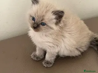 Ragdoll cats Beautiful GCCF Fluffy Ragdoll Kittens - Advert 6