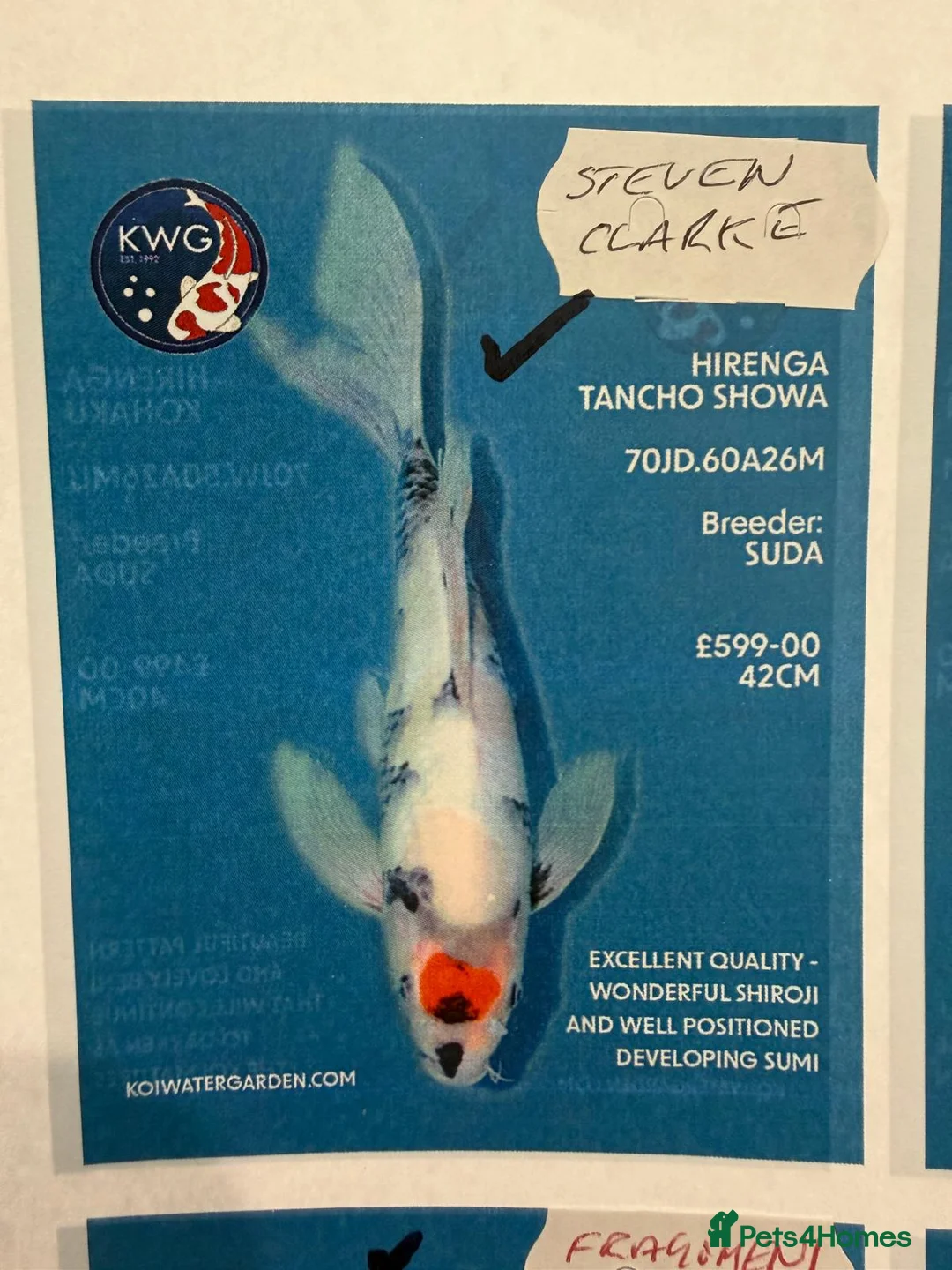 Jack Russell dogs for sale: Jack russell male 14 months old - Advert 2