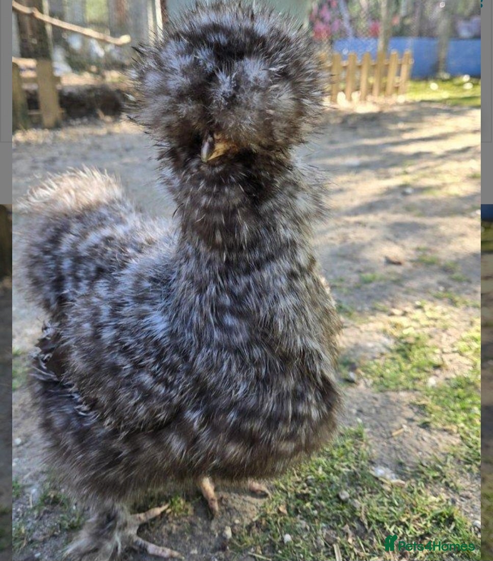 Chickens poultry 6 Silkie hatching eggs - Advert 1