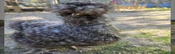 Chickens poultry for sale: 6 Silkie hatching eggs - Advert 1