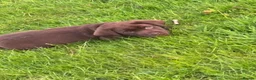 Labrador Retriever dogs for sale: Chocolate Labradors  - Advert 4