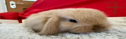 Mini Lop rabbits for sale: Gorgeous mini lops for sale  - Advert 8