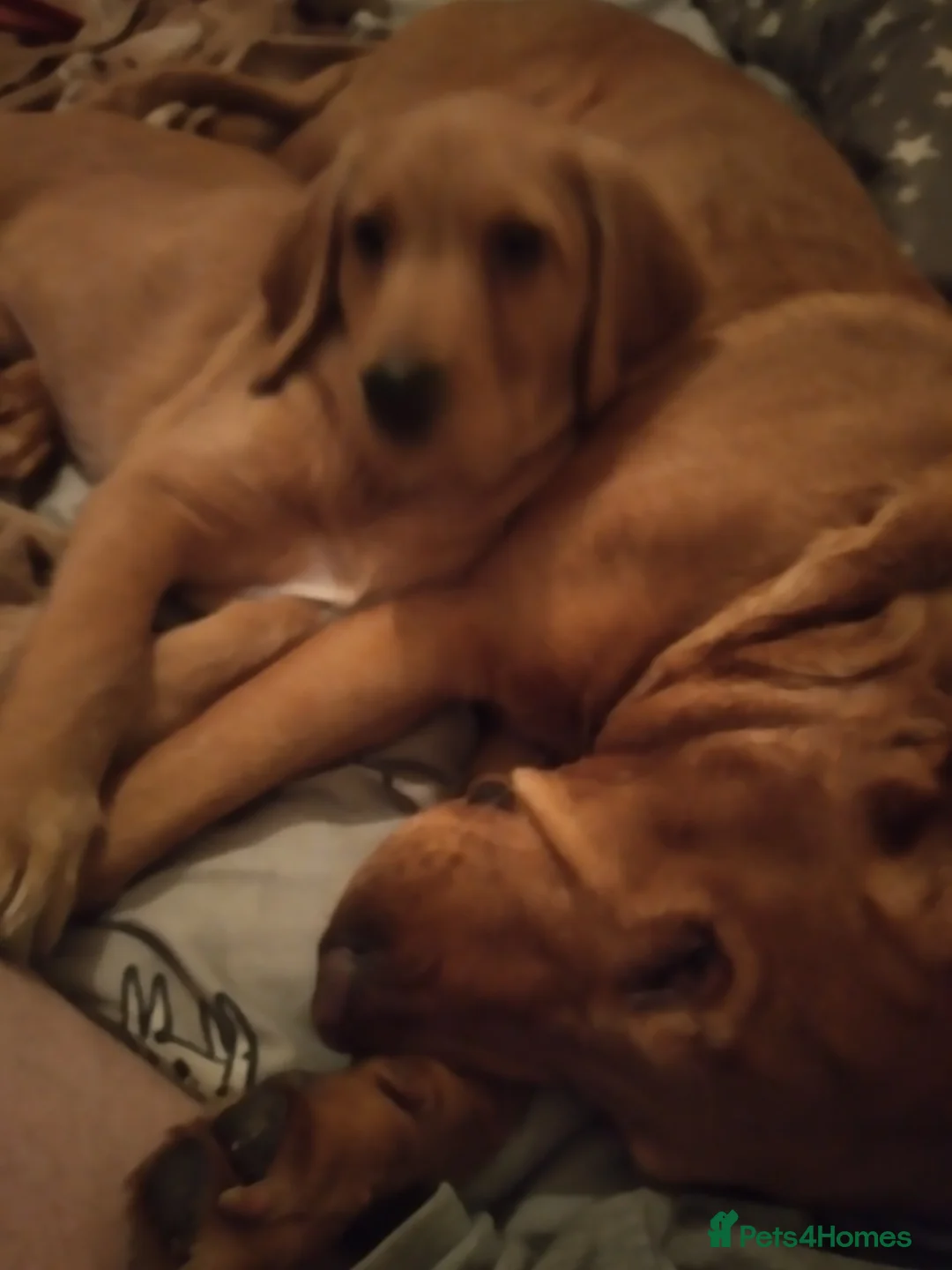 Labradoodle dogs for sale: Family Labradodles looking for a Family home 🏡  - Advert 4