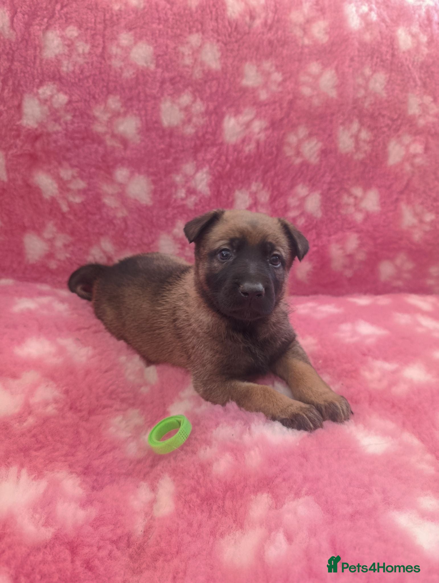 Mixed Breed dogs German Shepherd x Belgium Malinois Puppies  - Advert 2