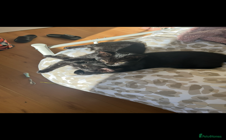 Mixed Breed cats - Advert 4