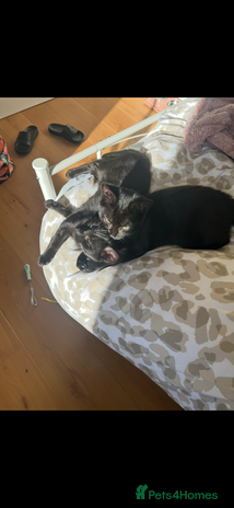 Mixed Breed cats - Advert 4