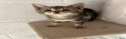 Mixed Breed cats for sale: Kittens for sale - Advert 10