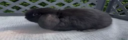 Mini Lop rabbits for sale: Pedigree mini lop babies - Advert 4
