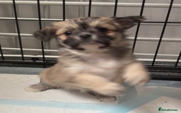 Mixed Breed dogs for sale: Tini Malchi puppies  - Image 23