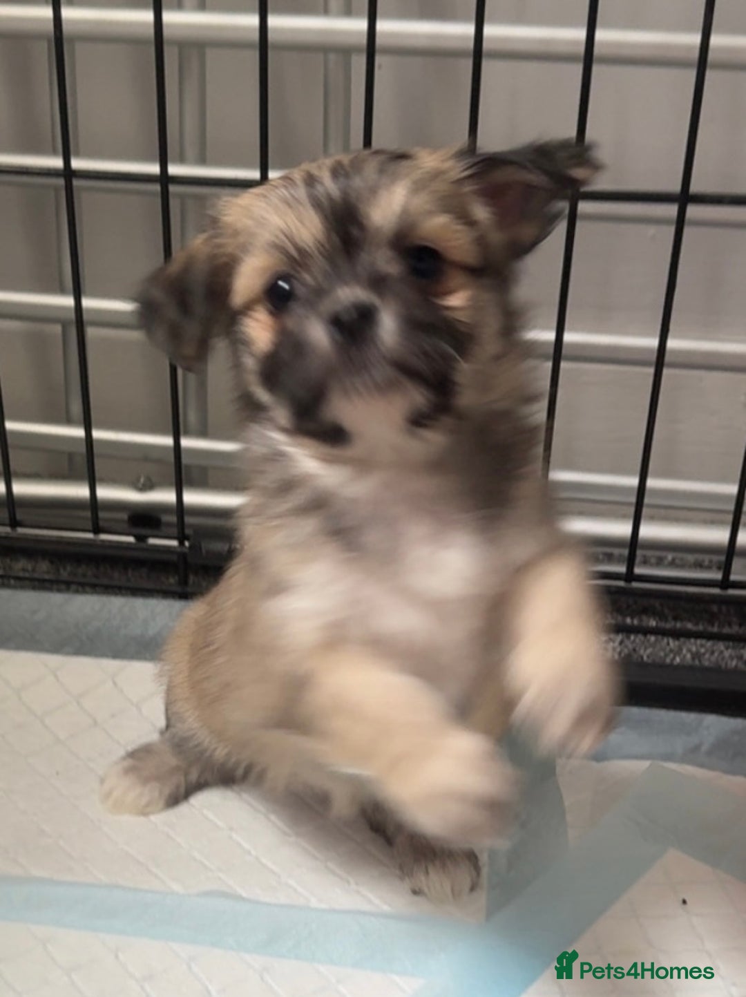 Mixed Breed dogs for sale: Tini Malchi puppies  - Image 23
