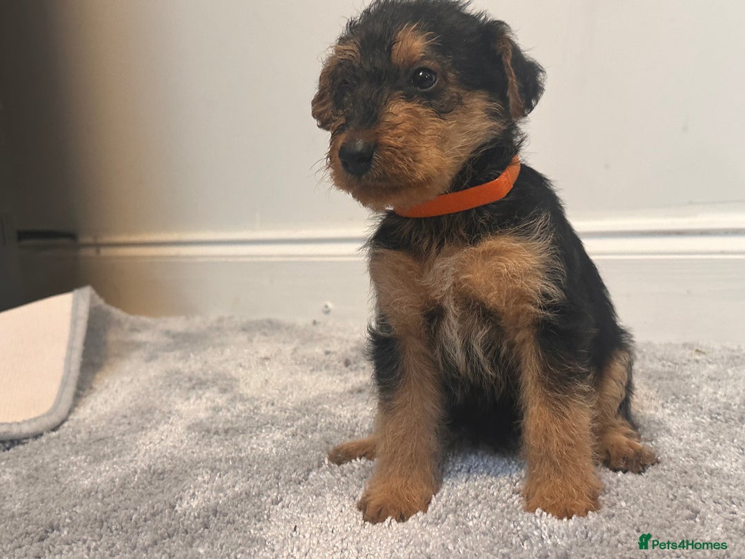 Airedale Terrier dogs for sale: Champion Coralita Airedale puppies  - Image 11