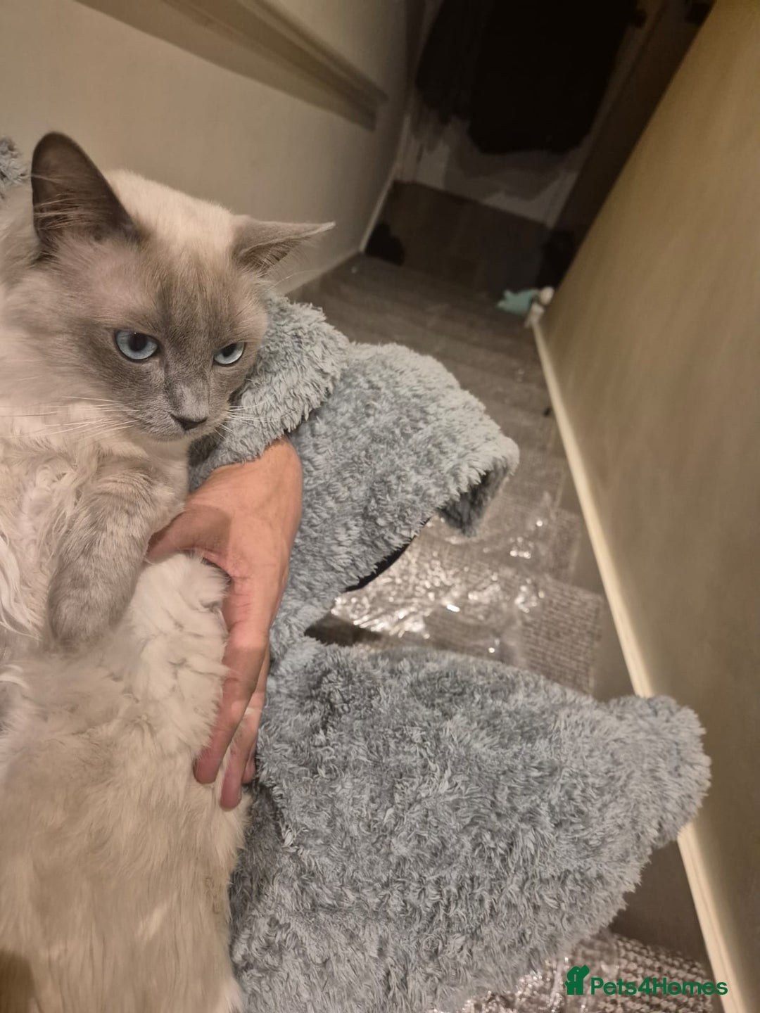 Ragdoll cats for sale: 9month old Ragdoll - Advert 2
