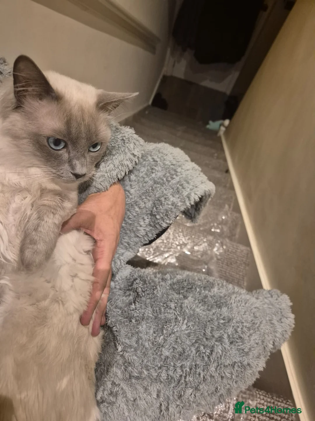 Ragdoll cats for sale: 9month old Ragdoll - Advert 2