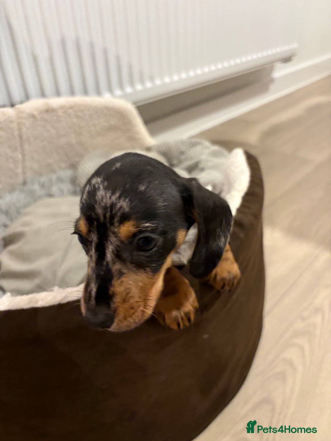 Miniature Dachshund dogs for sale: READY TO LEAVE KC Pedigree Miniature dachshunds - Advert 23