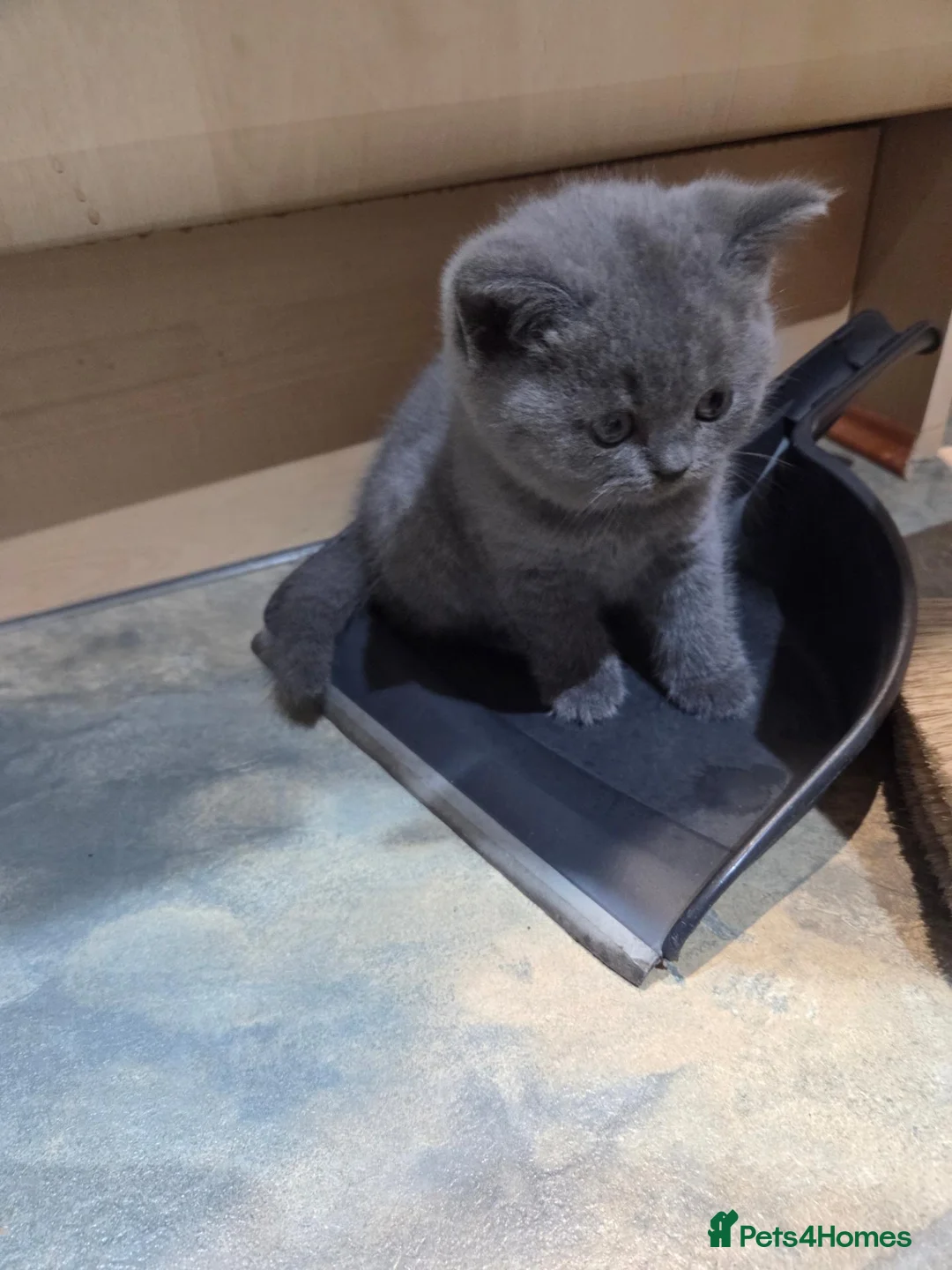 British Shorthair cats for sale: British short hair in Woking - Advert 2