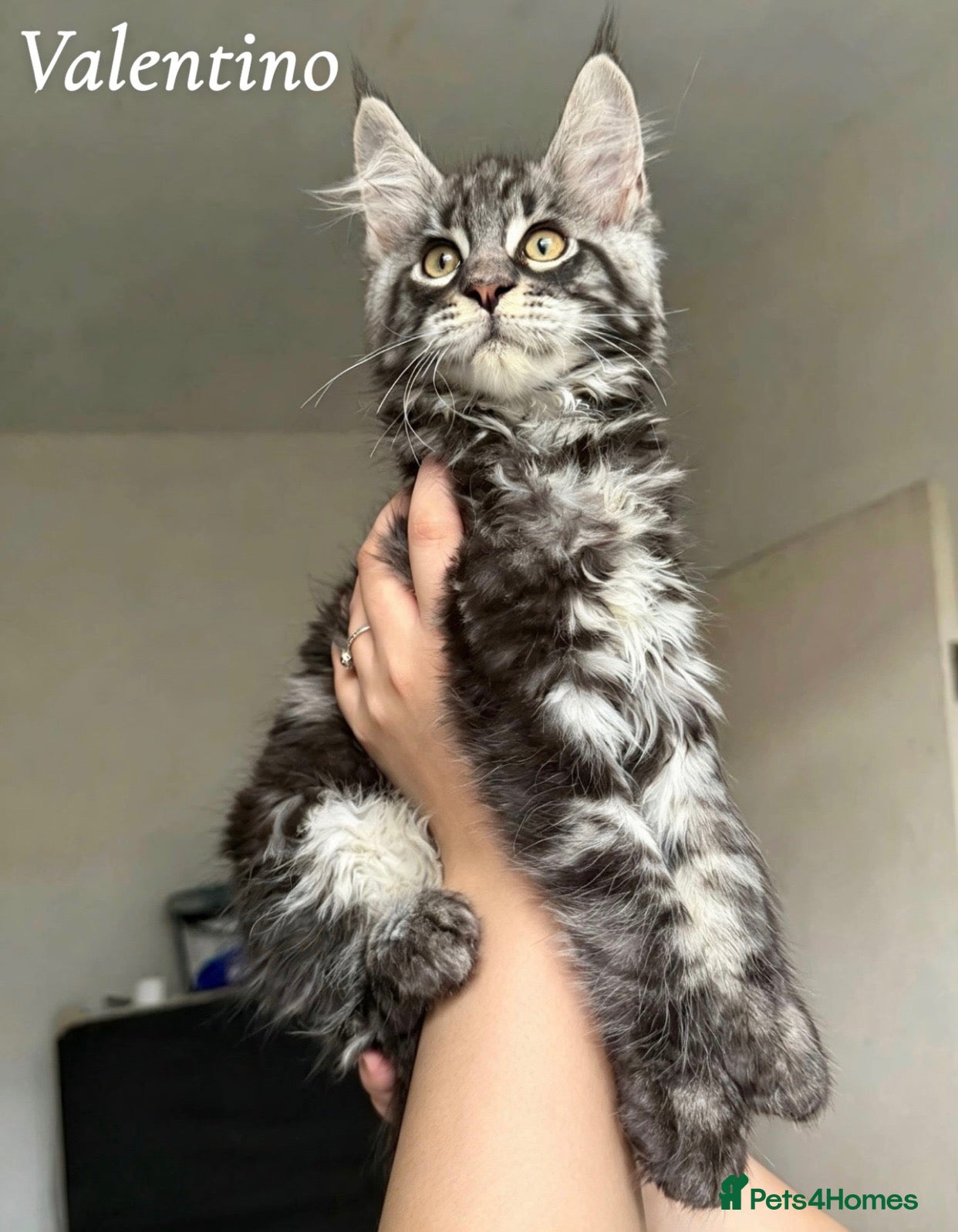 Maine Coon cats for sale: Champion line Maine Coon Kittens- TICA Registered  - Advert 16