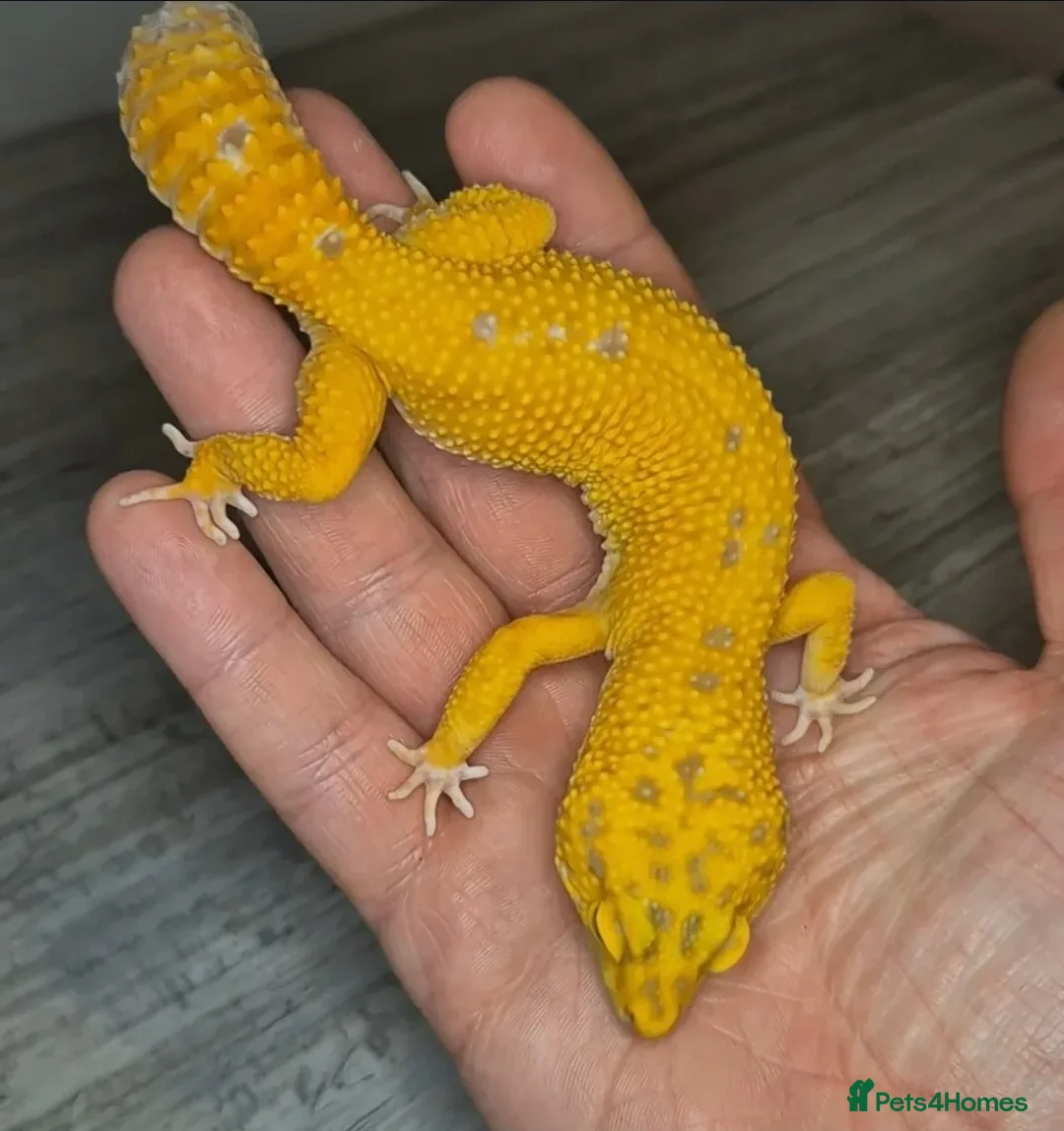 Leopard Gecko reptiles for sale: Male and female Leopard Gecko Red Diamond morph - Advert 2