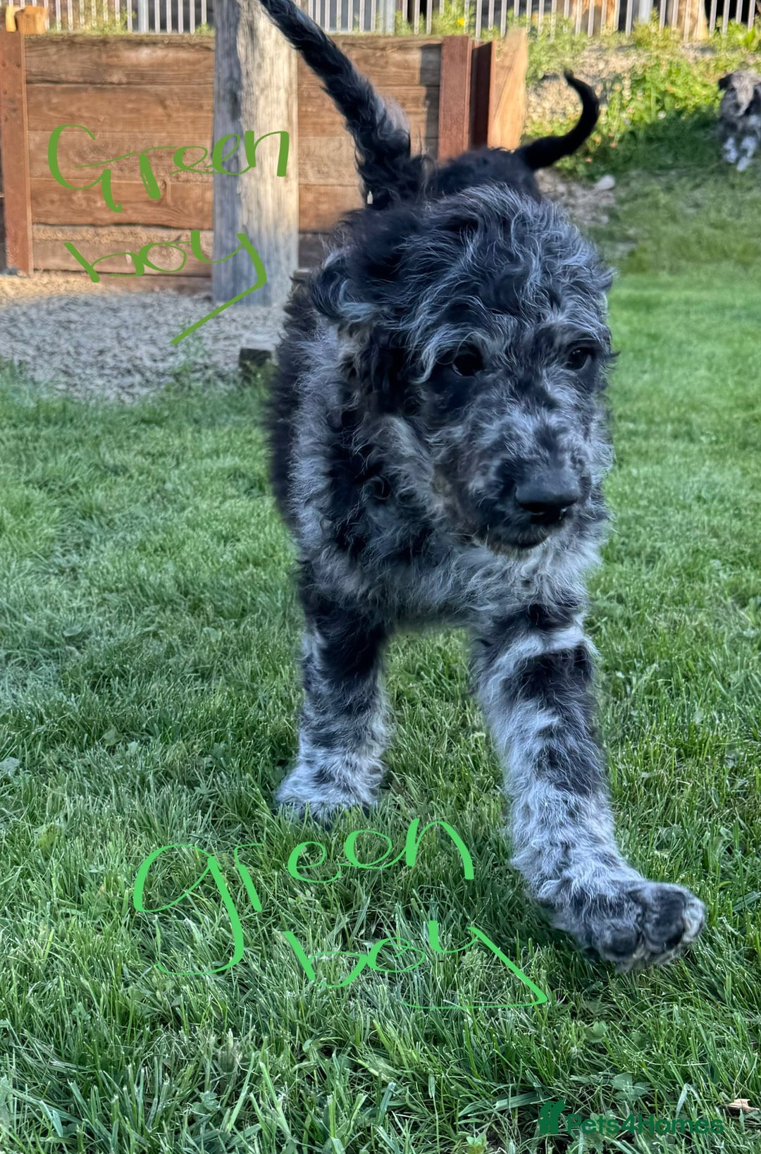 Goldendoodle dogs for sale:  F1b golden doodle puppies ready to go.  in Llandeilo - Image 12
