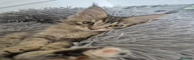 Maine Coon 1