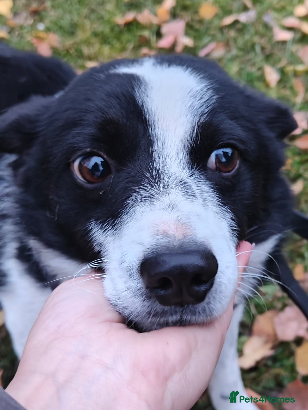 Mixed Breed dogs for adoption: 💙🐶Bobby -3 yo small boy with spirit of lion💙🐶 - Advert 2