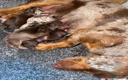 Miniature Dachshund dogs for stud: Proven, KC, PRA clear, tested Miniature Dachshund in Hinckley - Image 16