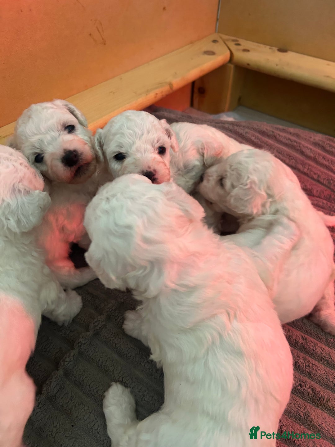 Bichon Frise dogs for sale: Beautiful Bichon frise puppies  in West Drayton - Image 12