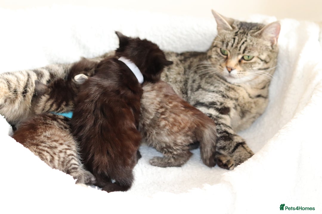 Mixed Breed cats for sale: Beautiful Kittens - Advert 14