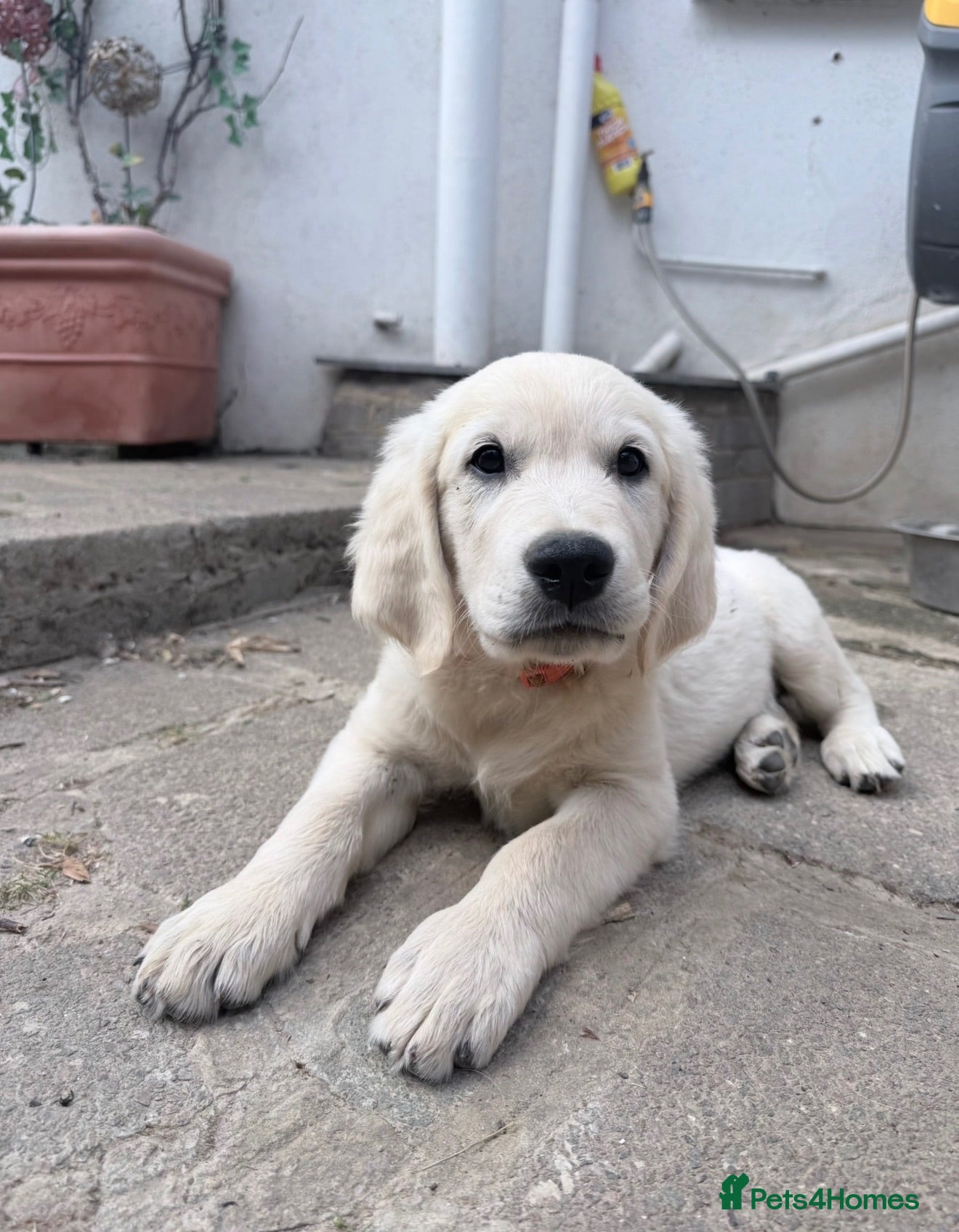Golden Retriever dogs READY TO GO - Golden Retriever Puppies🤍 🐶 🐾 - Advert 11
