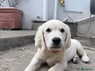 Golden Retriever dogs READY TO GO - Golden Retriever Puppies🤍 🐶 🐾 - Advert 12