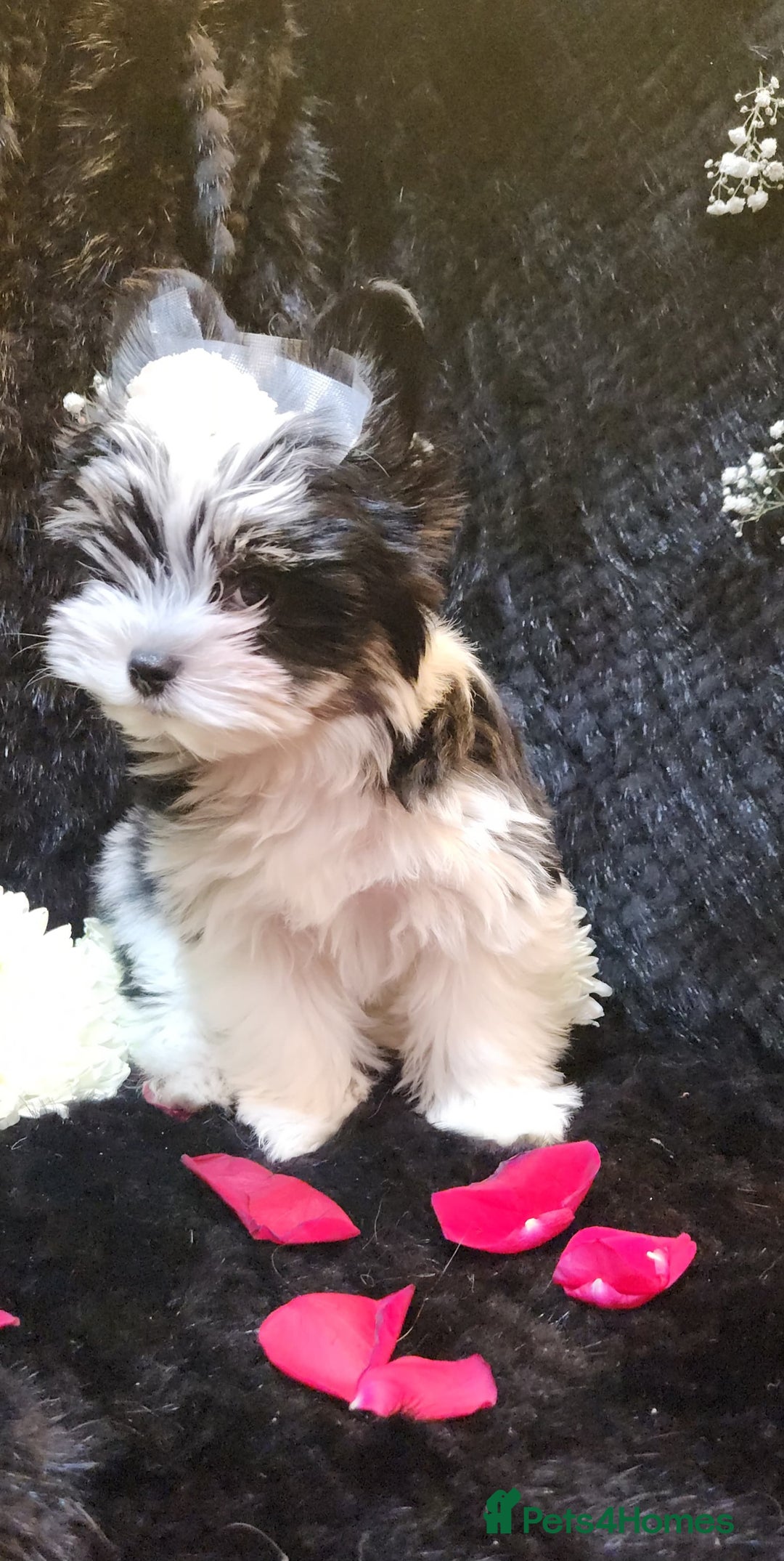 Yorkshire Terrier dogs for sale: Luxury Yorkshire Terrier Puppies/Home Raised/IHR   - Advert 2