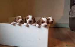 Welsh Springer Spaniel dogs for sale: Kc reg Welsh springer spaniel male puppies - Image 6