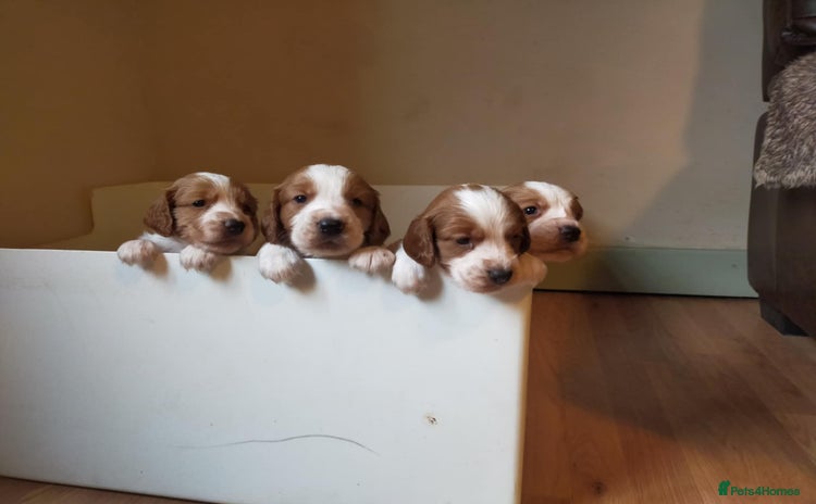 Welsh Springer Spaniel dogs - Advert 1