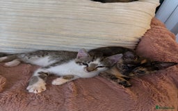 Mixed Breed cats for sale: 2 Babies Left! Waiting For Their Forever Home - Image 5
