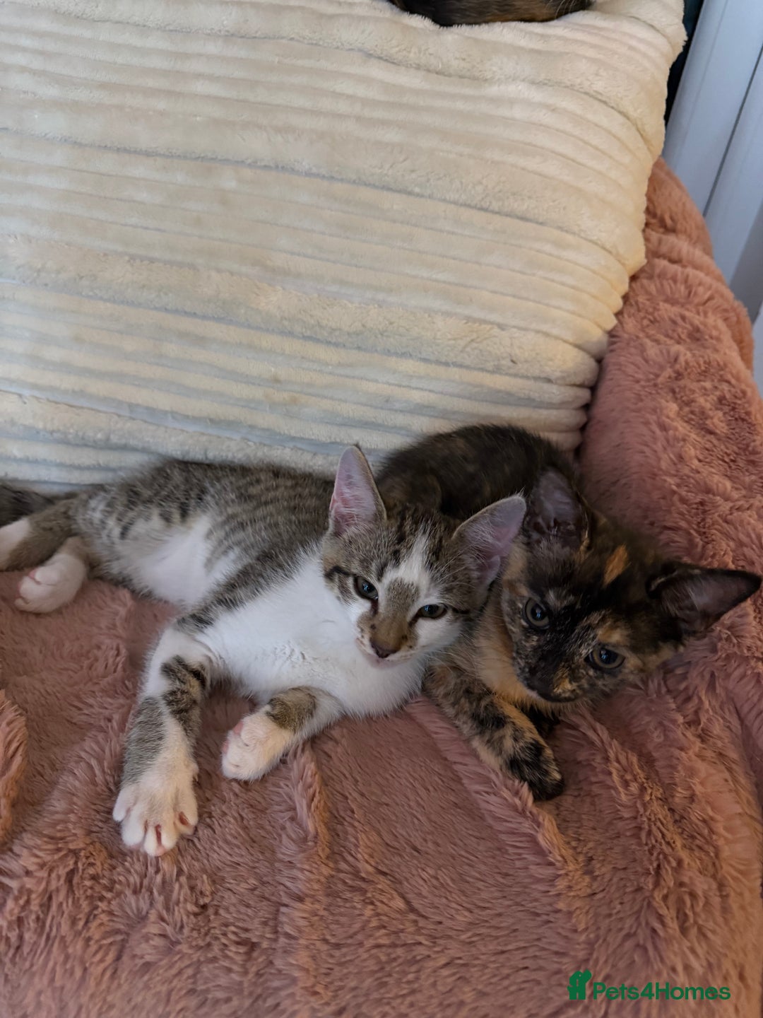 Mixed Breed cats for sale: 2 Babies Left! Waiting For Their Forever Home - Image 5