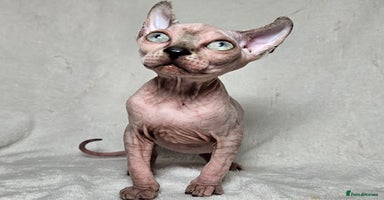 Sphynx cats - Advert 4