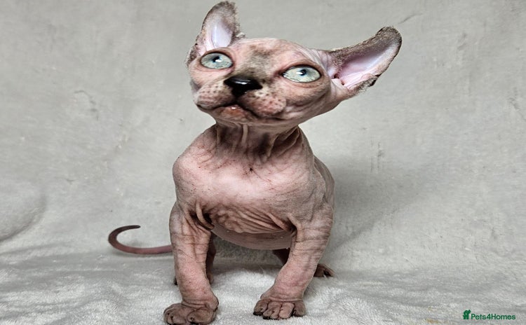 Sphynx cats - Advert 5